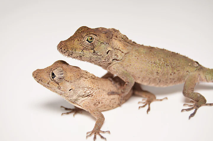 false chameleon anole for sale false chameleon anole for sale