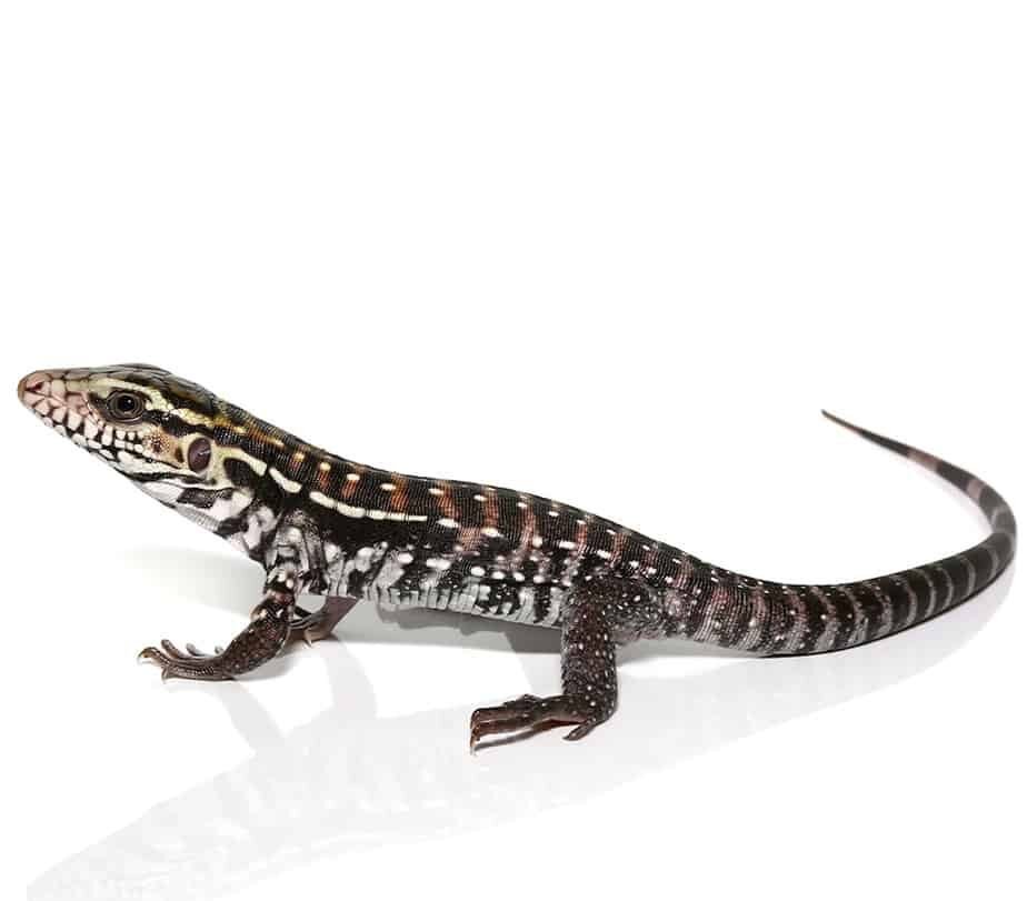 anery red tegu for sale anery red tegu for sale