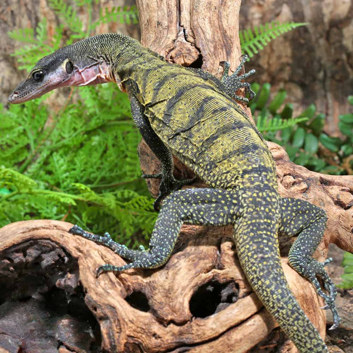 banded peach throat monitor for sale banded peach throat monitor for sale