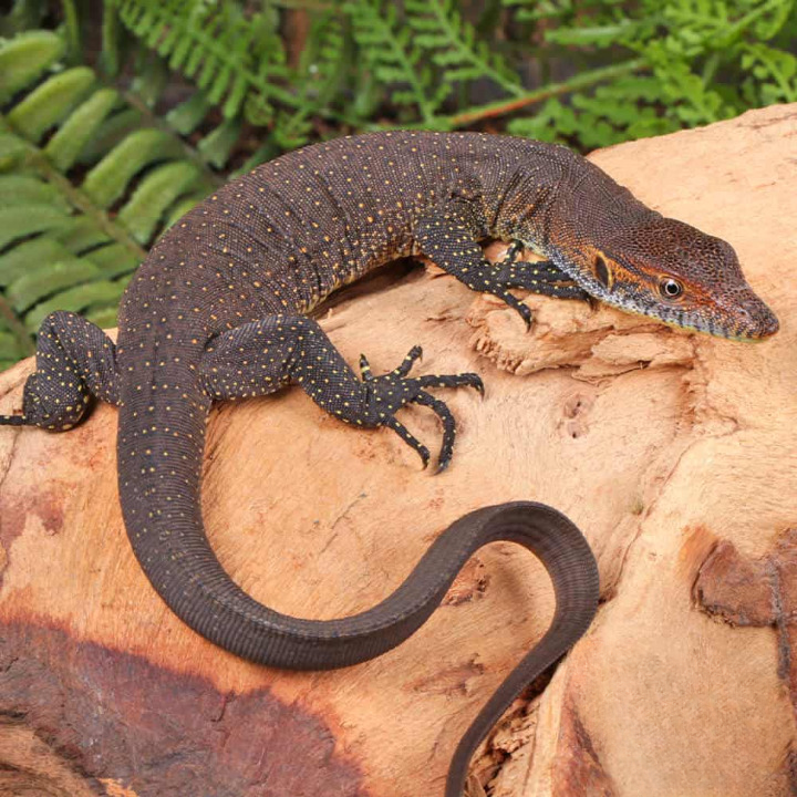 baby mertens water monitor for sale baby mertens water monitor for sale