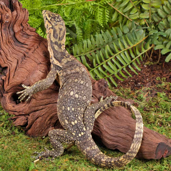 juvenile sumbawa water monitor for sale juvenile sumbawa water monitor for sale