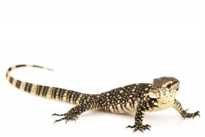 javan water monitor for sale javan water monitor for sale