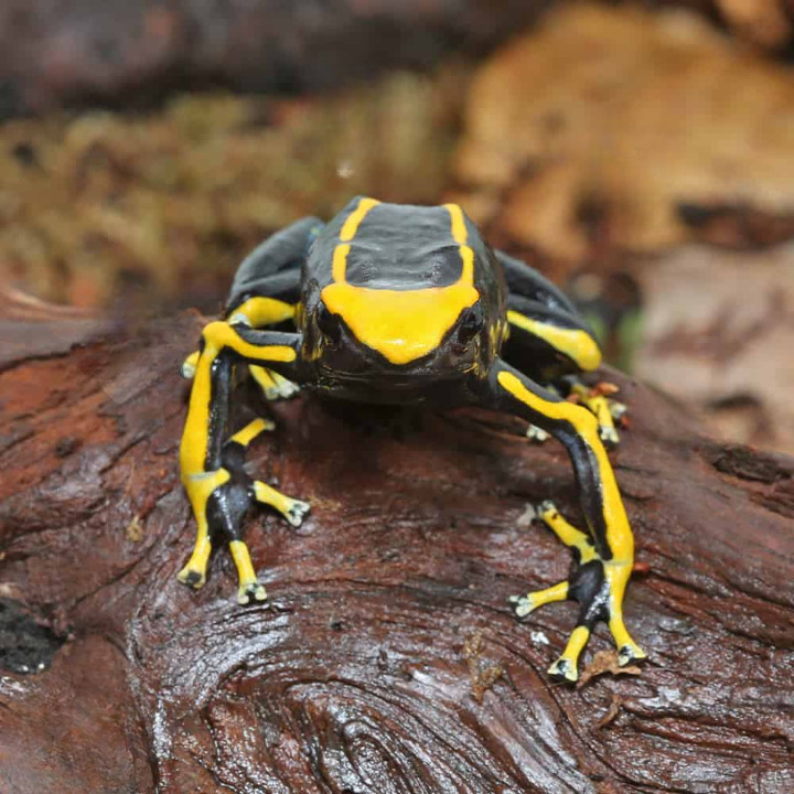 Adult Alanis Tinctorius Dart Frog For Sale adult alanis tinctorius dart frog cleanup