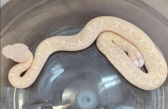 Albino Western Diamondback Rattlesnake For Sale albino western diamondback rattlesnake for sale