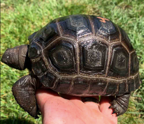 Aldabra Tortoise for Sale aldabra tortoise for sale
