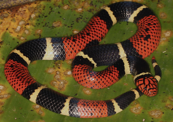 Aquatic Coral Snake For Sale aquatic coral snake for sale
