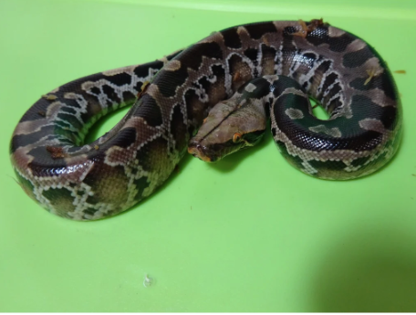 Black Blood Python for Sale black blood python for sale