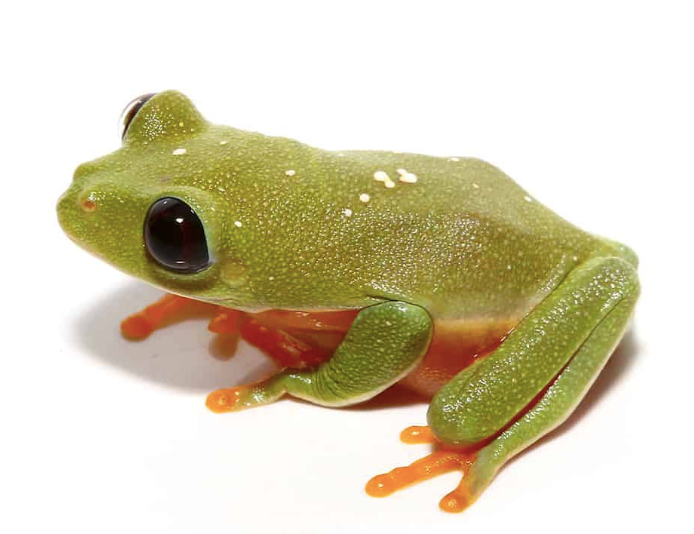 black eyed tree frog