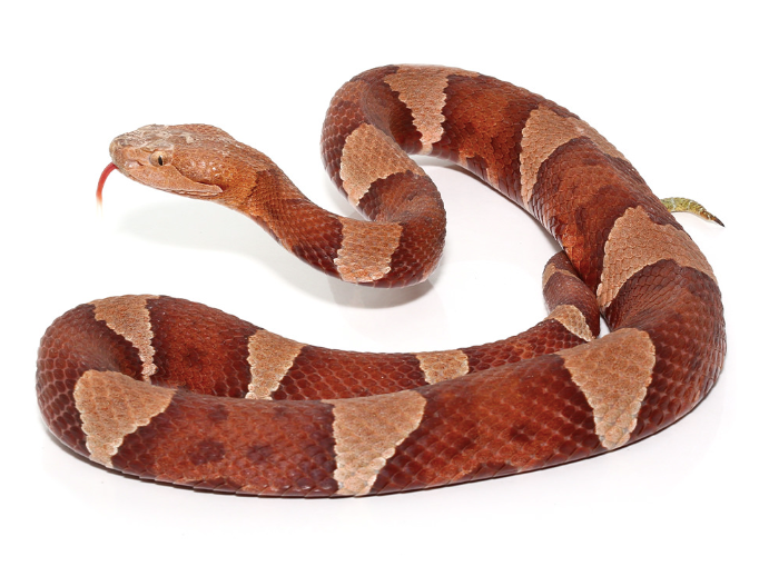 Broad Banded Copperhead Snake For Sale broad banded copperhead snake for sale