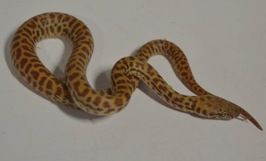 Children’s Python for Sale childrens python for sale