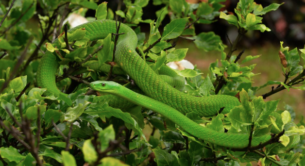 Baby Eastern Green Mamba For Sale eastern green mamba for sale