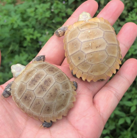 Elongated Tortoise For Sale elongated tortoise for sale