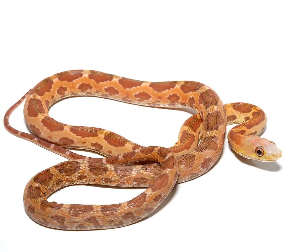 scaleless everglades ratsnake for sale scaleless everglades ratsnake for sale