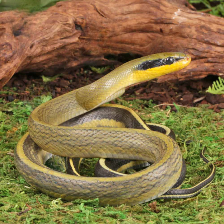 grabowskis cave ratsnake for sale grabowskis cave ratsnake for sale