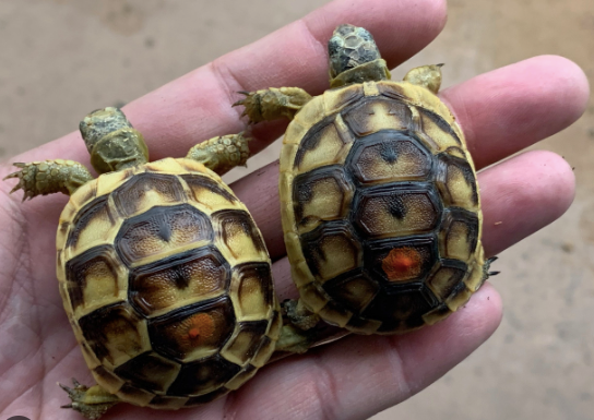 greek tortoise for sale 1