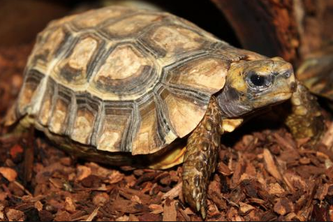 homes hingeback tortoise for sale