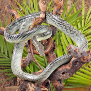 platinum red tailed green ratsnake for sale