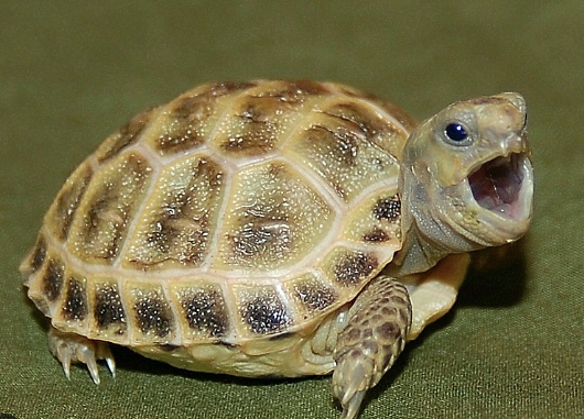 Russian Tortoise for Sale russian tortoise for sale