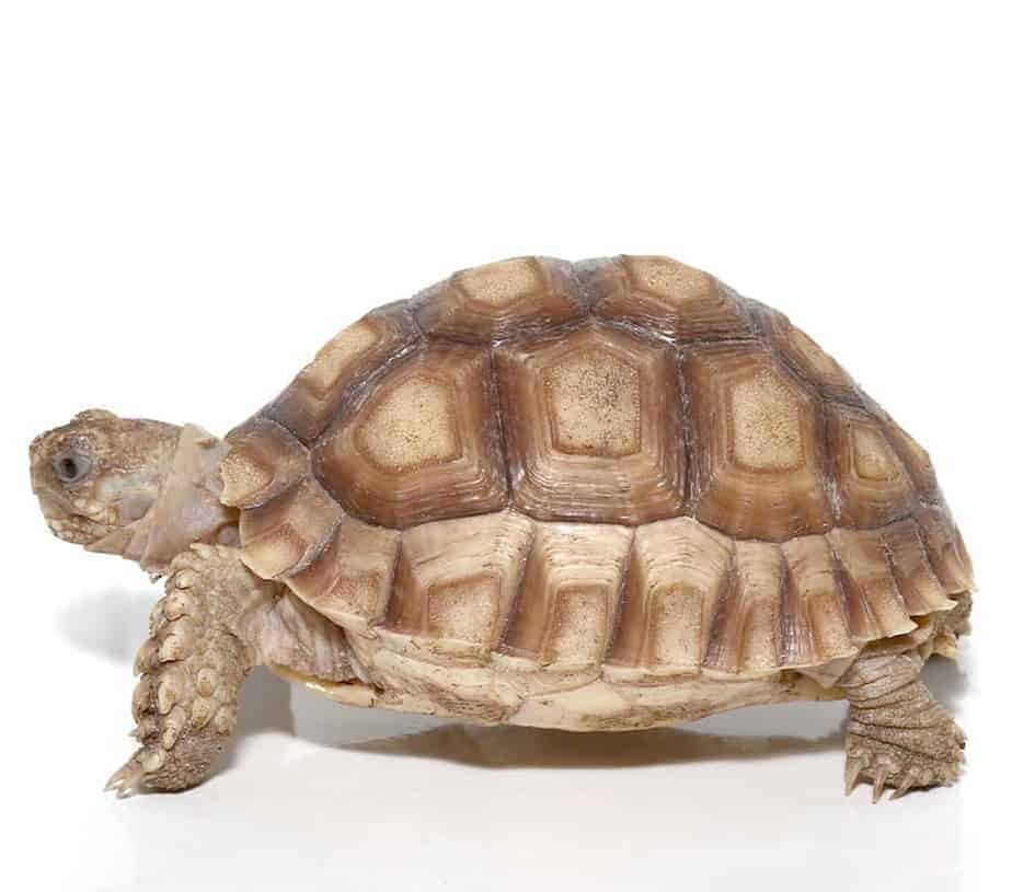 Yearling Sulcata Tortoise For Sale yearling sulcata tortoise e1744234413853