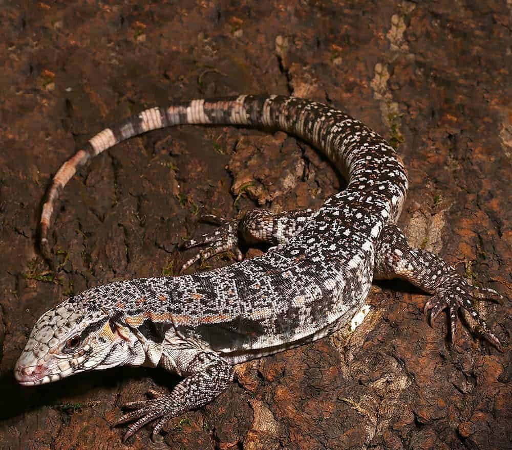 yearling super red tegu e1722145257973