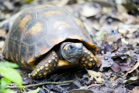 Yellow Foot Tortoise for Sale yellow foot tortoise for sale