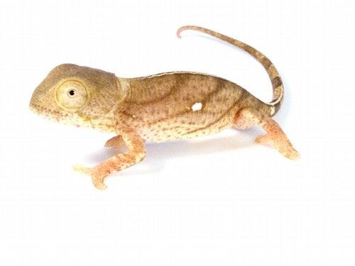 Yellow-Lip Parson’s Chameleon for Sale yellow lip parsons chameleon for sale