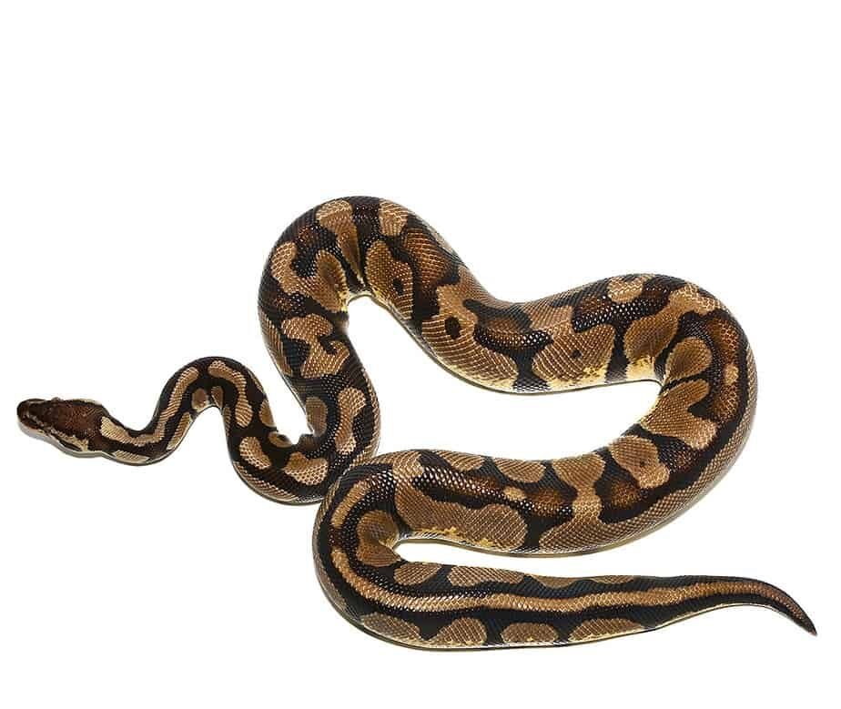 pastel het desert ghost ball python for sale pastel het desert ghost ball python for sale