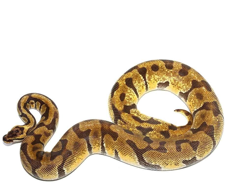 pastel super enchi ball python for sale pastel super enchi ball python for sale