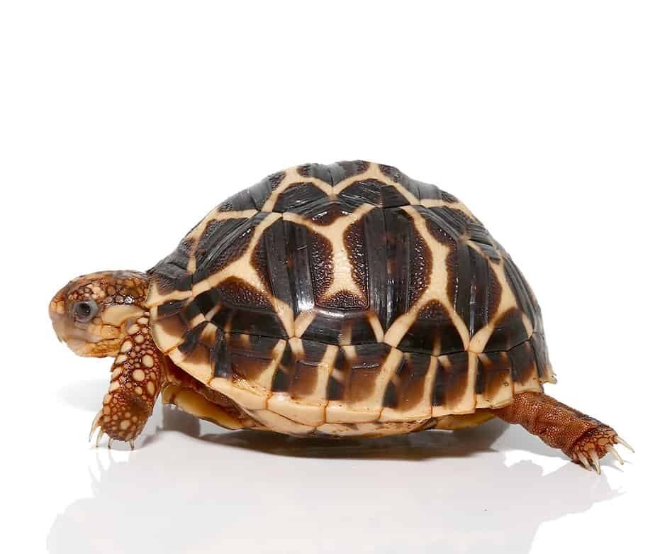baby indian star tortoise for sale baby indian star tortoise for sale