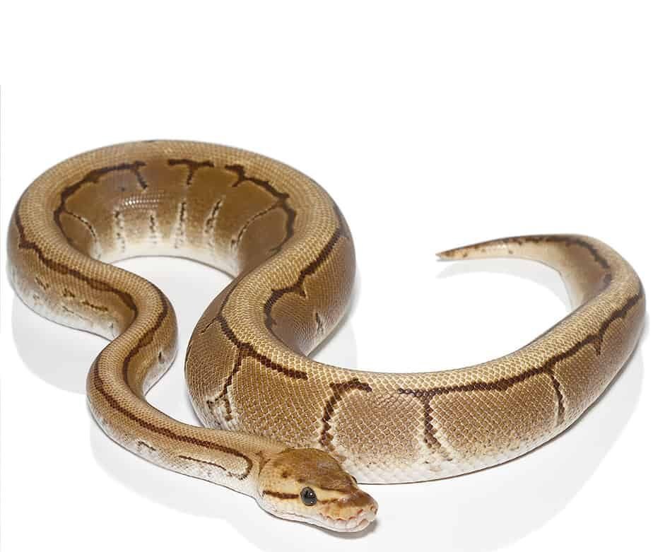 fire pinstripe het gen stripe ball python for sale fire pinstripe het gen stripe ball python for sale