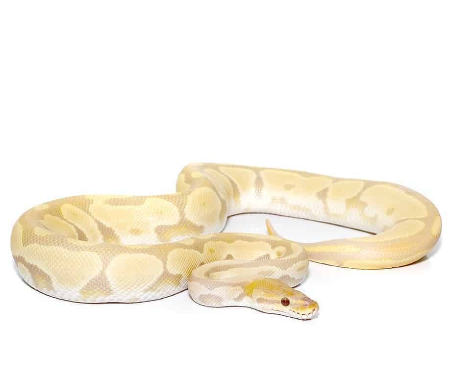 yearling bongo candino ball python for sale yearling bongo candino ball python for sale