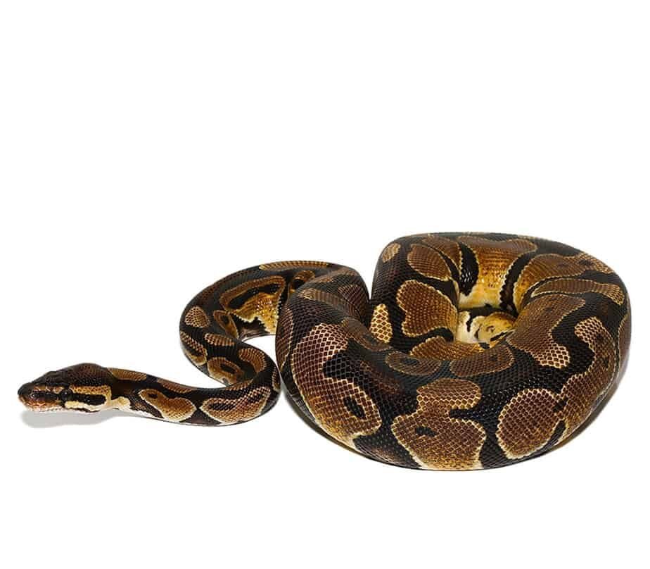 arroyo ball python for sale arroyo ball python for sale