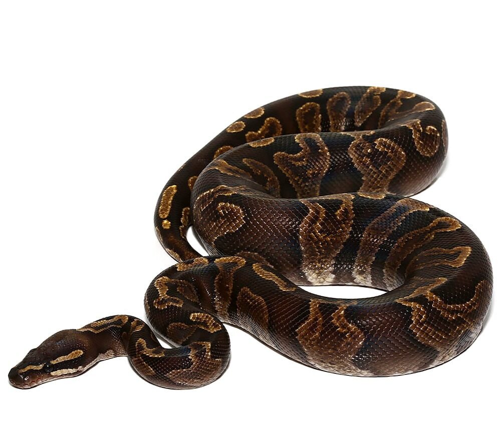 chocolate ghi ball python for sale chocolate ghi ball python for sale