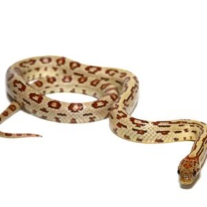 c.b. aberrant tharabrook cornsnake for sale