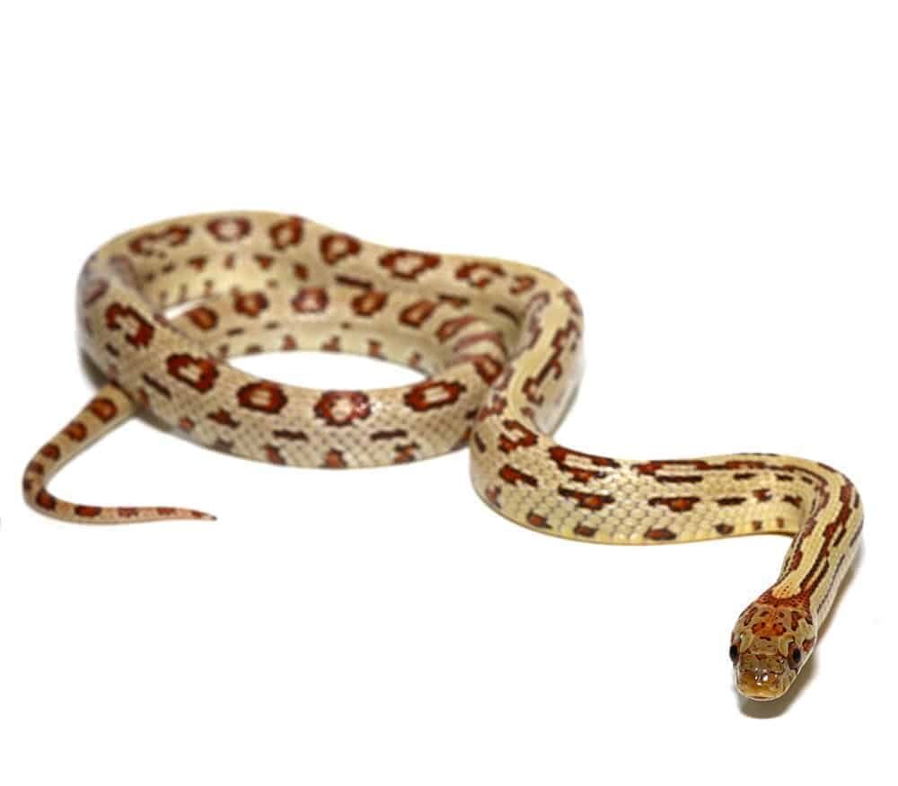 c.b. aberrant tharabrook cornsnake for sale