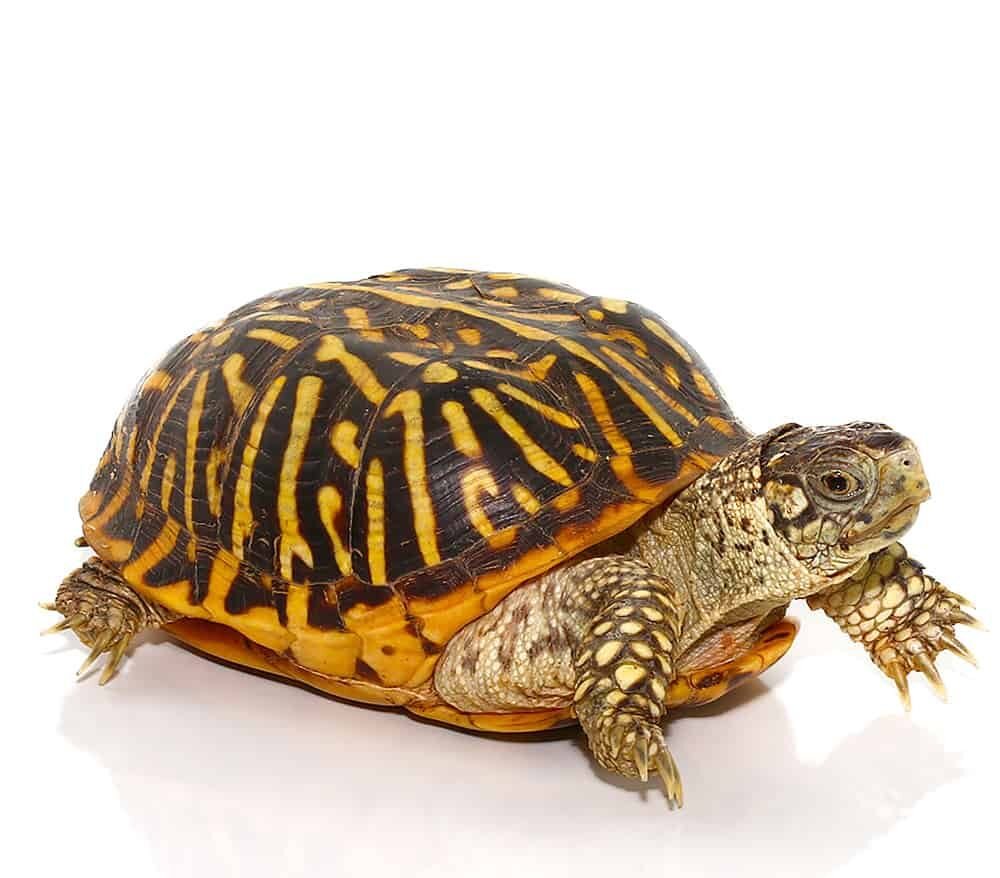 desert ornate box turtle for sale desert ornate box turtle for sale