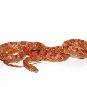 c.b. hypo possible het scaleless cornsnake for sale