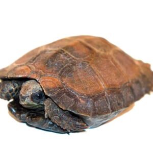 baby burmese black mountain tortoise for sale