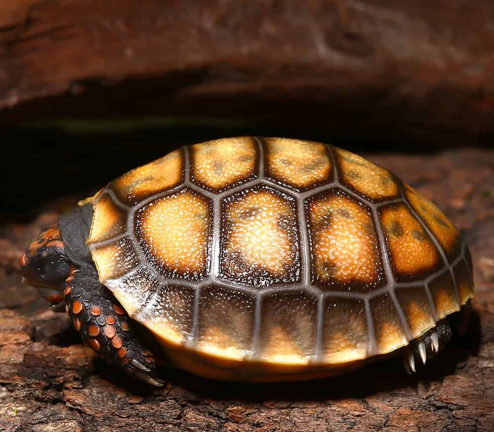 baby cherryhead redfoot tortoise for sale baby cherryhead redfoot tortoise for sale
