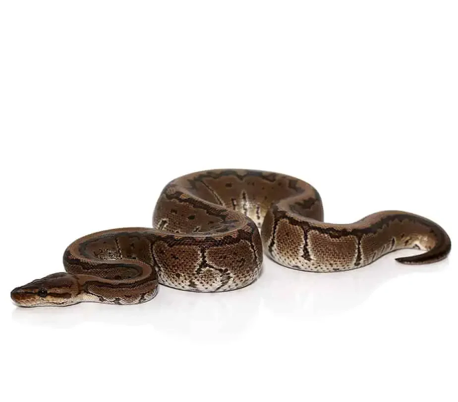 baby chocolate pinstripe ball python for sale baby chocolate pinstripe ball python for sale
