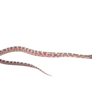c.b. baby coral ghost stripe cornsnake for sale