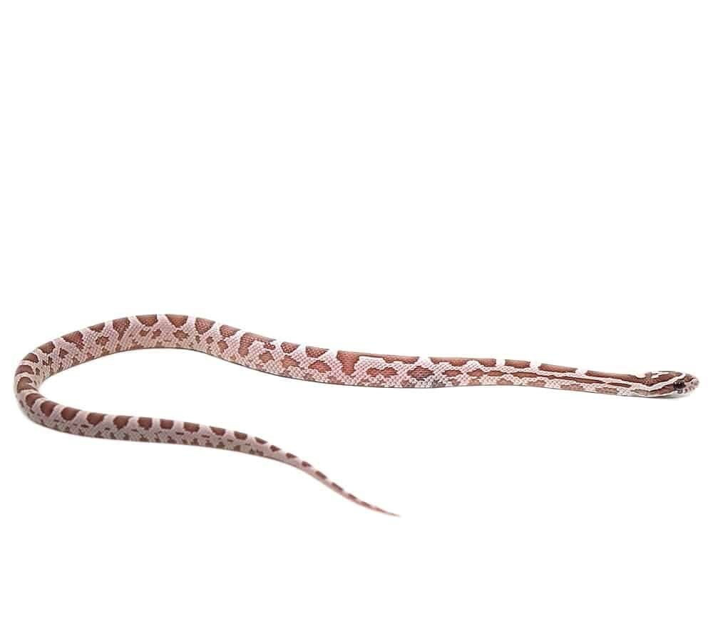c.b. baby coral ghost stripe cornsnake for sale