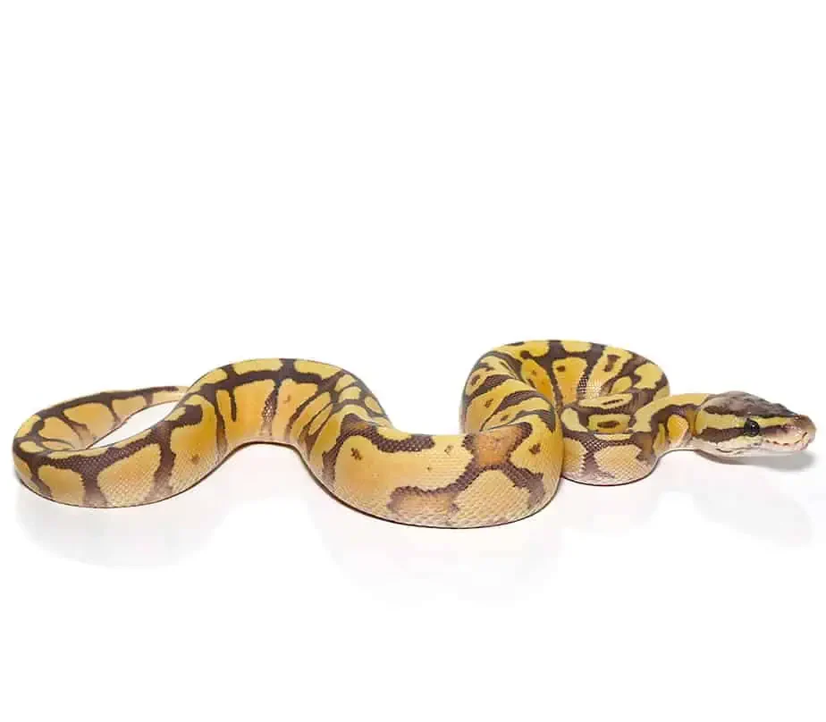 baby enchi firefly hypo ball python for sale baby enchi firefly hypo ball python for sale