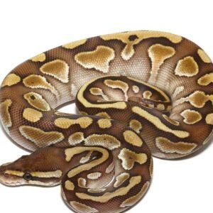 baby enchi lesser yellowbelly ball python for sale