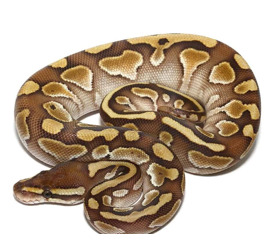 baby enchi lesser yellowbelly ball python for sale baby enchi lesser yellowbelly ball python for sale