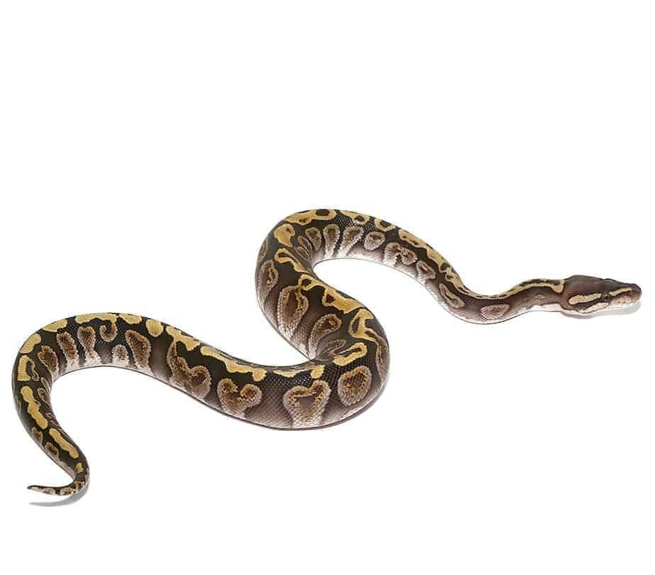 baby ghi russo het orange dream ball python for sale baby ghi russo het orange dream ball python for sale