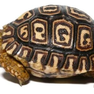 baby giant south african leopard tortoise for sale