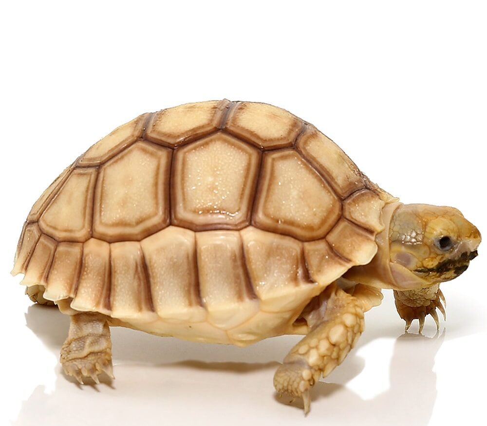 baby hypo sulcata tortoise for sale baby hypo sulcata tortoise for sale