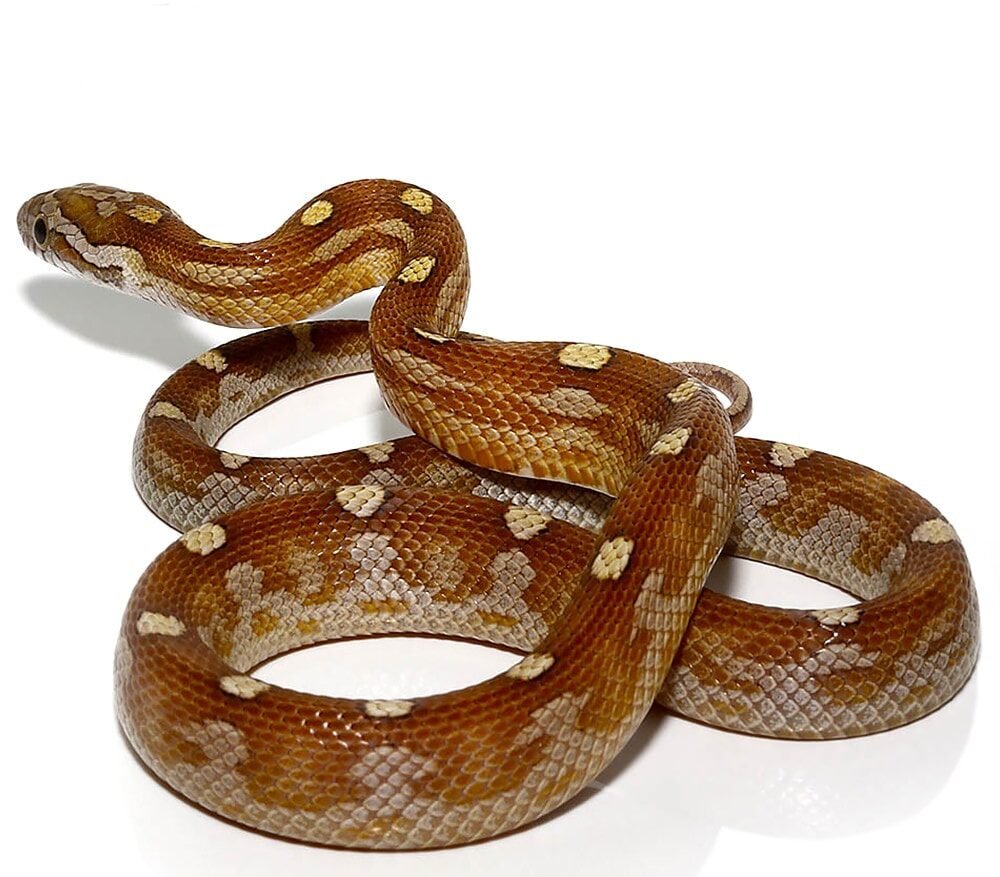 c.b. baby motley caramel diffused cornsnake for sale c.b. baby motley caramel diffused cornsnake for sale
