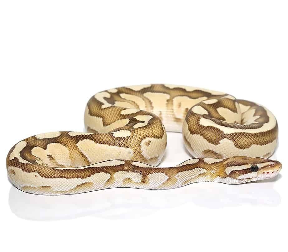 baby orange dream butter fire ball python for sale baby orange dream butter fire ball python for sale